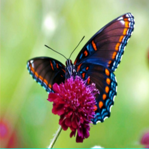 cover image of Flutter by Butterflies